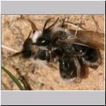 Andrena vaga - Weiden-Sandbiene 25.jpg